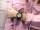 Жіночий годинник Casio G-SHOCK Classic GMA-S2100MD-1AER  Фото №9